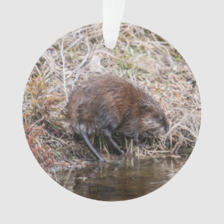 Adorno Muskrat