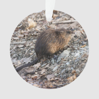 Adorno Muskrat