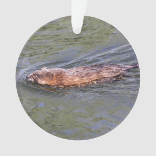 Adorno Muskrat
