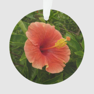 Adorno Naranja Hibiscus Flower Tropical Floral