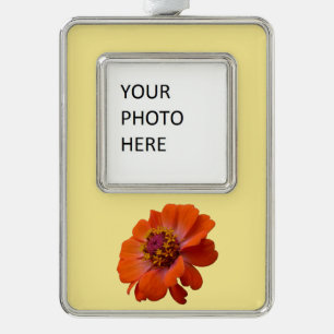 Adorno Naranja Zinnia Wildflower Naturaleza Floral