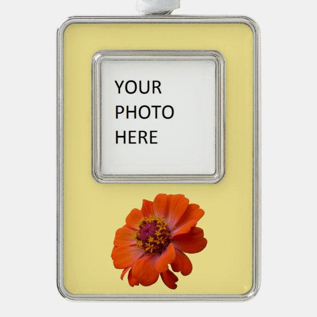 Adorno Naranja Zinnia Wildflower Naturaleza Floral (Anverso)