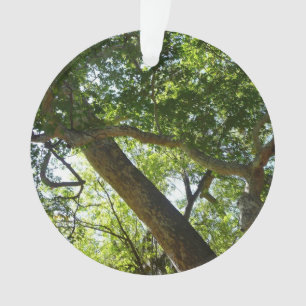 Adorno Naturaleza verde del árbol de Sycamore