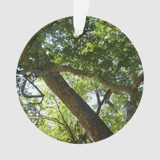 Adorno Naturaleza verde del árbol de Sycamore (Anverso)