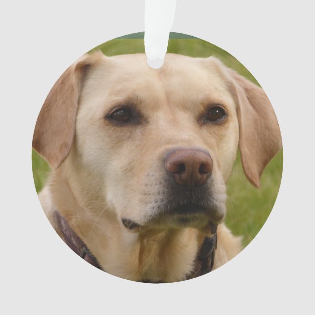 Adorno Navidades de personalizable de Golden Lab (Anverso)