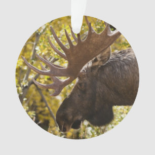 Adorno Noble Bull Moose