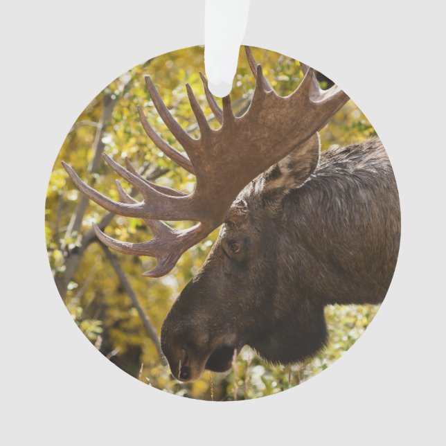 Adorno Noble Bull Moose (Anverso)