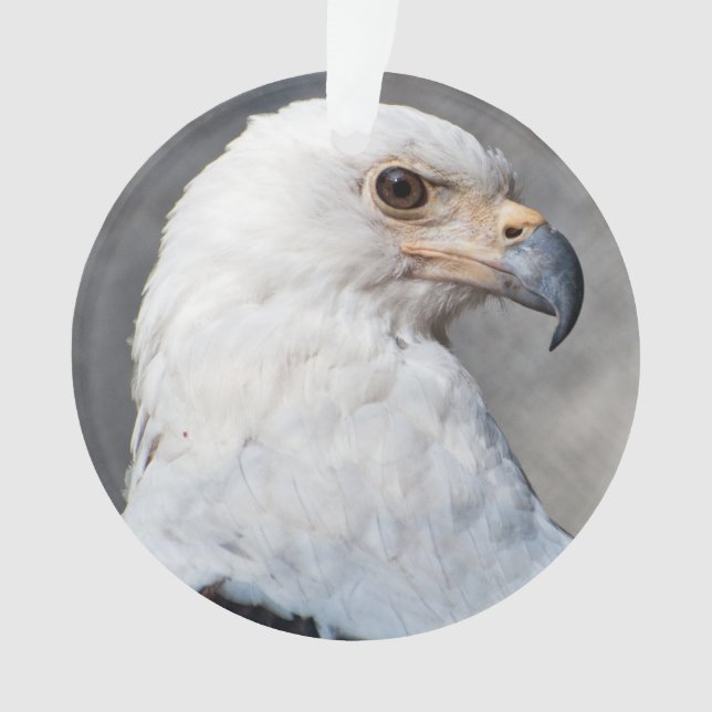 Adorno Nombre de familia de águila calva (Anverso)