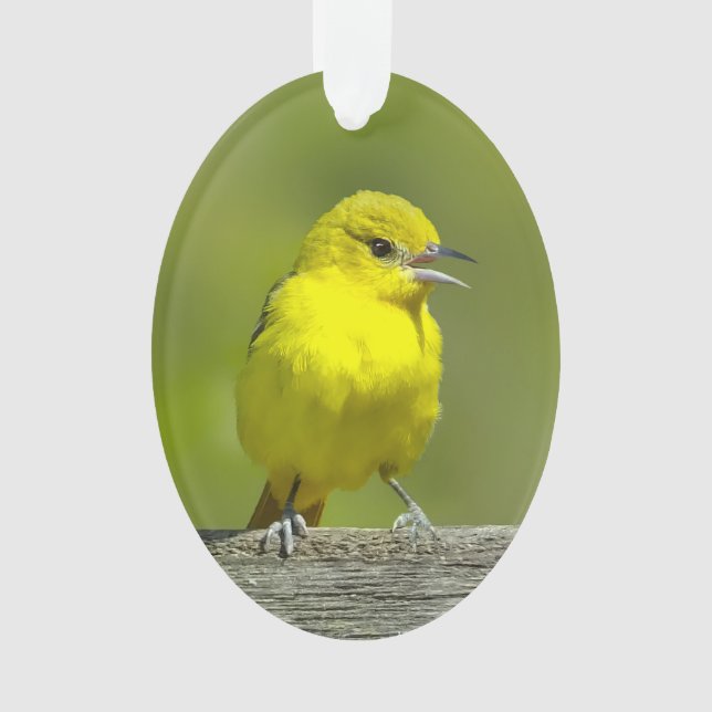 Adorno Orchard Oriole - Foto original (Anverso)