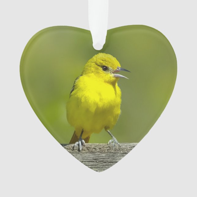 Adorno Orchard Oriole - Foto original (Anverso)