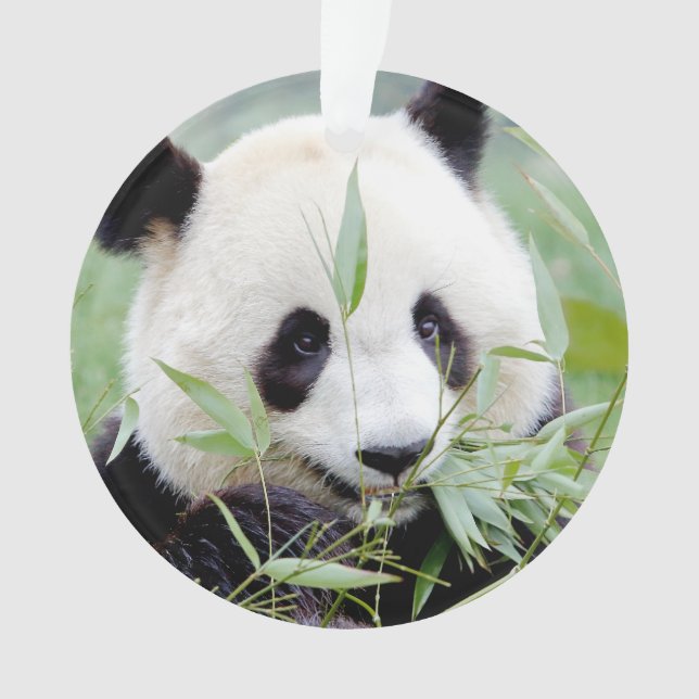 Adorno Ornament Photo gigante panda , animales 0292. (Anverso)