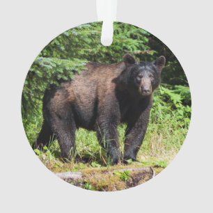 Adorno Oso negro alfa