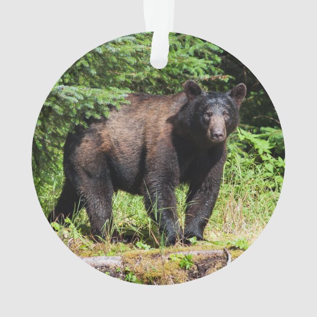 Adorno Oso negro alfa (Reverso)