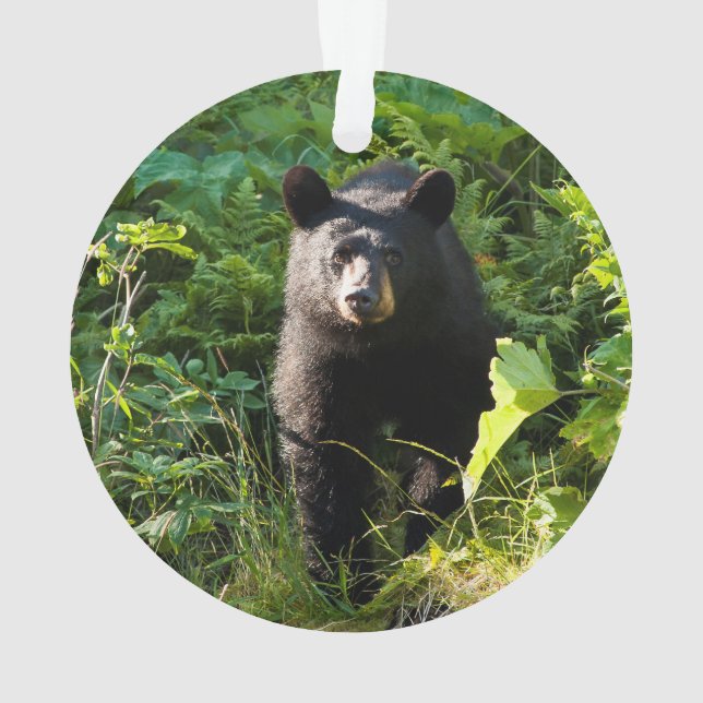 Adorno Oso negro curioso (Reverso)