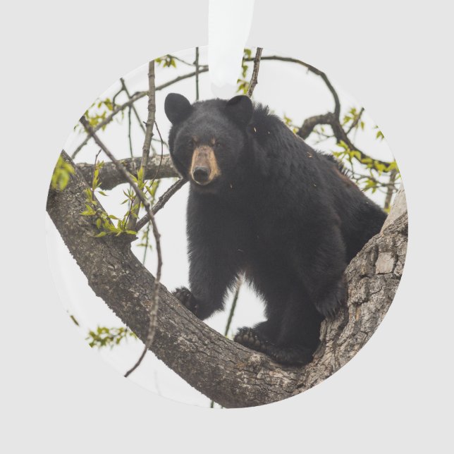 Adorno Oso negro que sube (Anverso)
