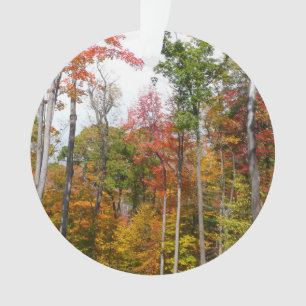 Adorno Otoño en el bosque Fotografía colorida de otoño