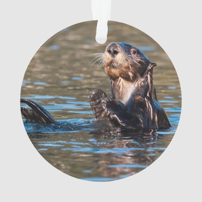 Adorno Otter marino Sunny (Reverso)