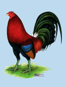 Adornos Corral Para Tartas Zazzle Es Los 8 mejores alimentos caseros para gallos de pelea. adornos corral para tartas zazzle es
