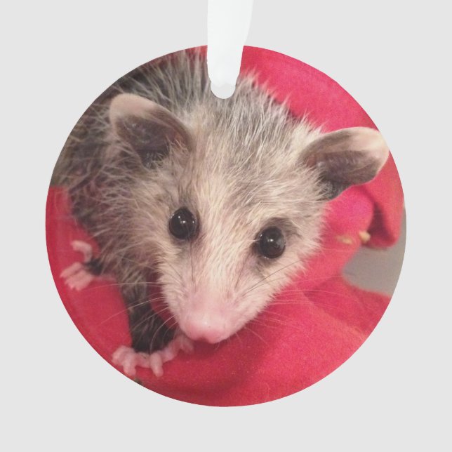 Adorno Paulee el pequeño O'Possum de Indiana meridional (Anverso)