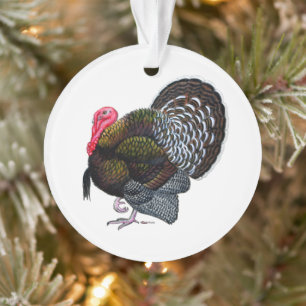 Adorno Pavo: Tom de Bronce