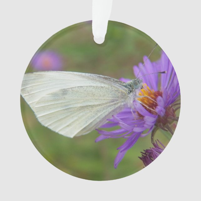 Adorno Pequeña mariposa del blanco de col (Anverso)