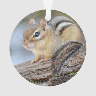 Adorno Pequeño Chipmunk simplemente adorable