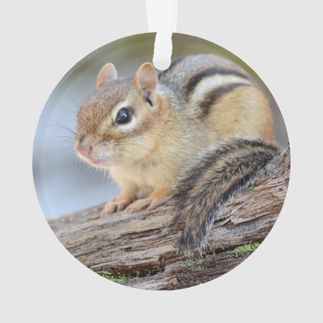 Adorno Pequeño Chipmunk simplemente adorable (Reverso)