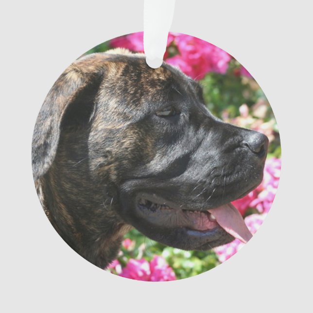 Adorno Perrito Brindle del mastín (Anverso)
