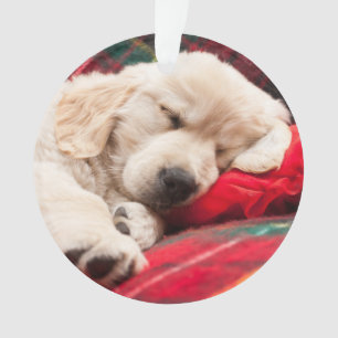 Adorno Perrito el dormir en la tela escocesa