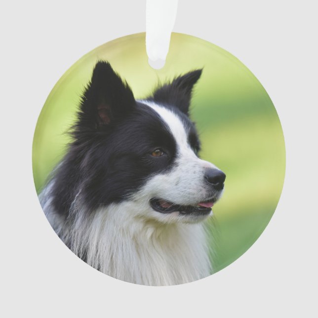 Adorno Perro Border Collie negro y blanco (Anverso)