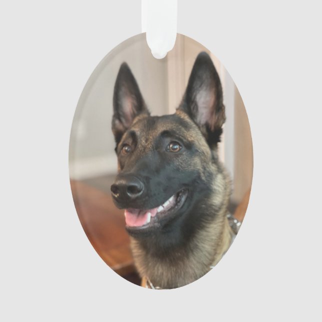 Adorno Perro de Malinois (Anverso)