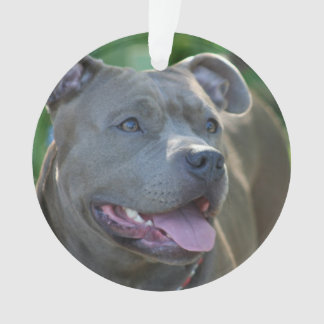 Adorno Perro del terrier de Pitbull