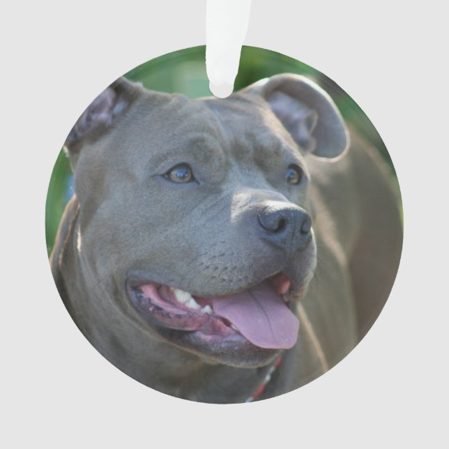 Adorno Perro del terrier de Pitbull (Anverso)