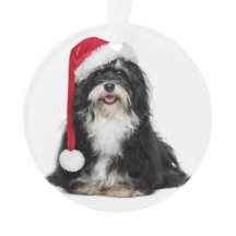 Perro divertido de Havanese del navidad con el