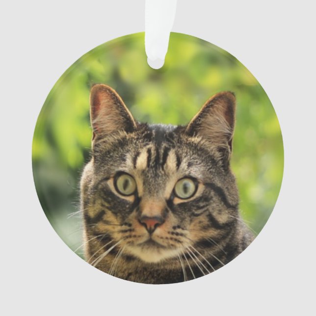 Adorno Personalizado Brown Tabby Cat Photo (Anverso)