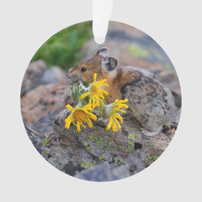 Adorno pika (Anverso)