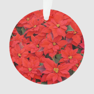 Adorno Poinsettias rojas Navidad la foto floral navideña