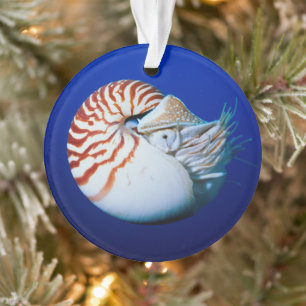 Adorno Primer Plano De Nautilus Camarado