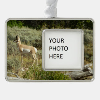 Adorno Pronghorn en el Parque Nacional de Grand Teton