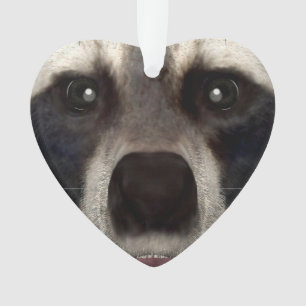 Adorno Raccoon