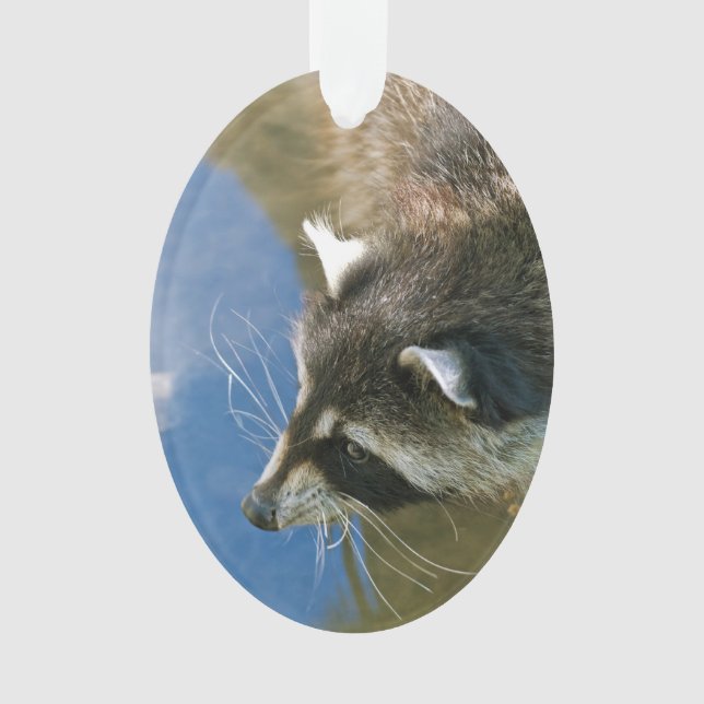 Adorno Raccoon (Anverso)