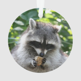 Adorno Raccoon 004
