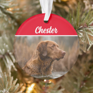 Adorno Recuperador de Chesapeake con Navidades de fotos y