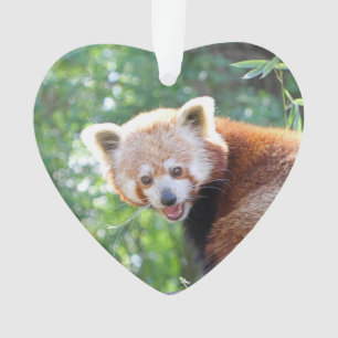 Adorno Red_Panda_2015_0306