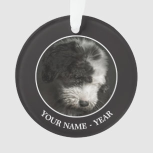 Adorno Retrato Bobtail del perrito en estudio