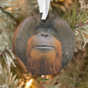 Adorno Retrato de Orangután macho, Georgia, EE. UU.