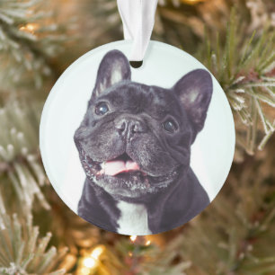 Adorno Retrato de un feliz Bulldog francés