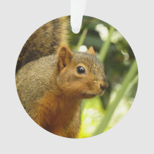 Adorno Retrato de una ardilla Fotografía de animales de l