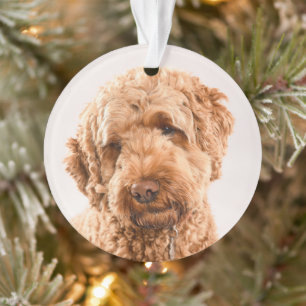 Adorno Retrato Goldendoodle Studio