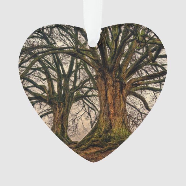 Adorno Roble viejo en invierno (Anverso)